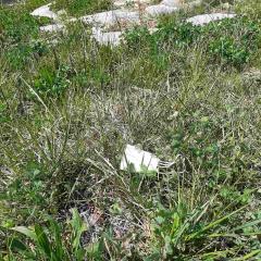 IMG-66c788acd7762c5539e2024bf57c66c8-V