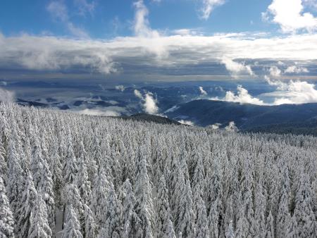 Rogla